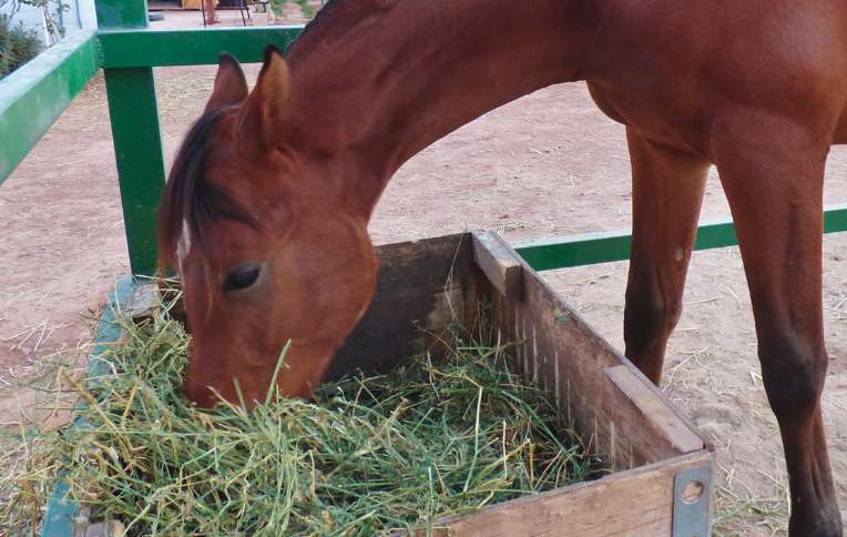 ✓ Alimentos para Caballos