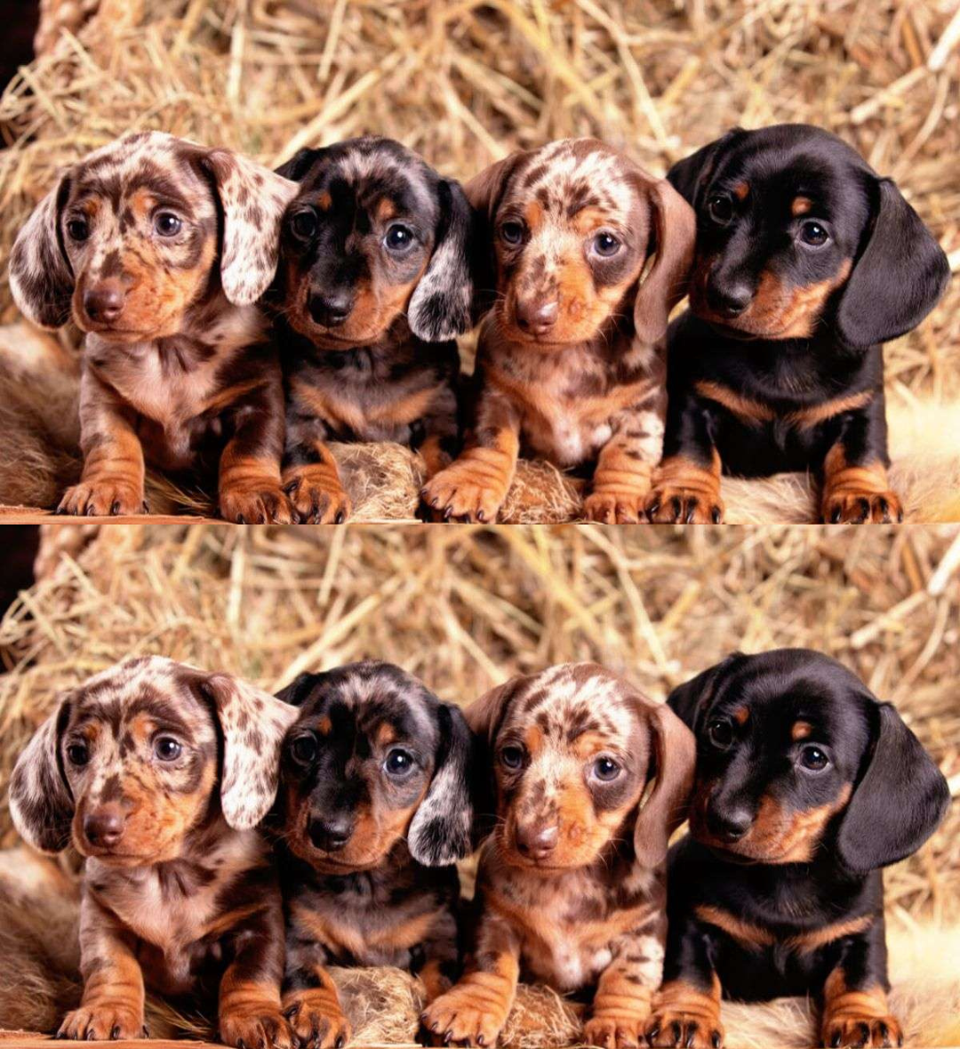 Más de 20 años criando cachorros