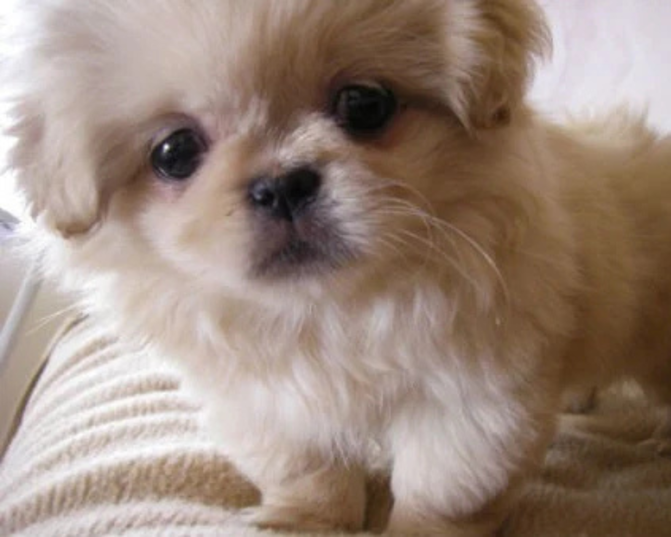 Pekinés