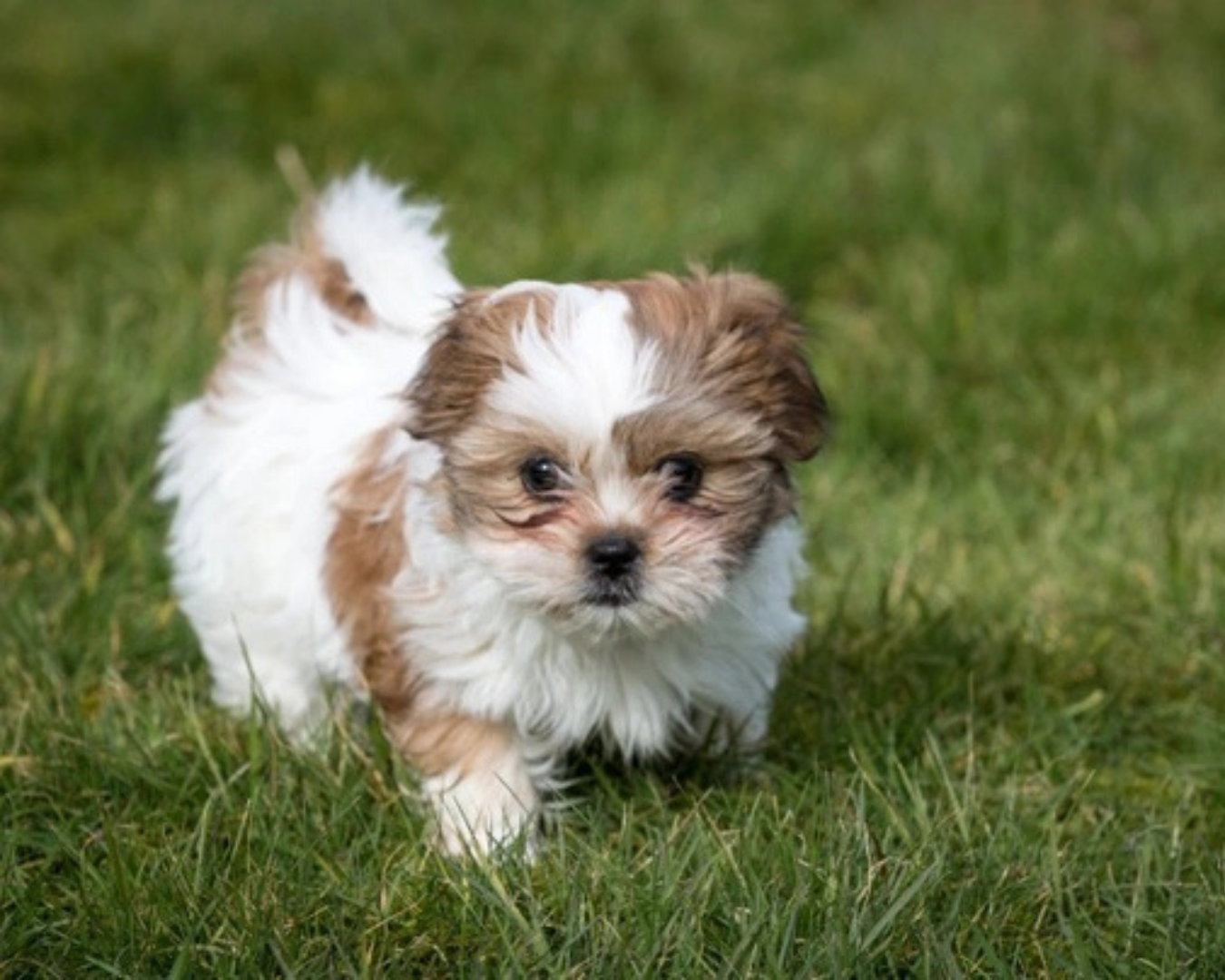 Shih Tzu Miniatura