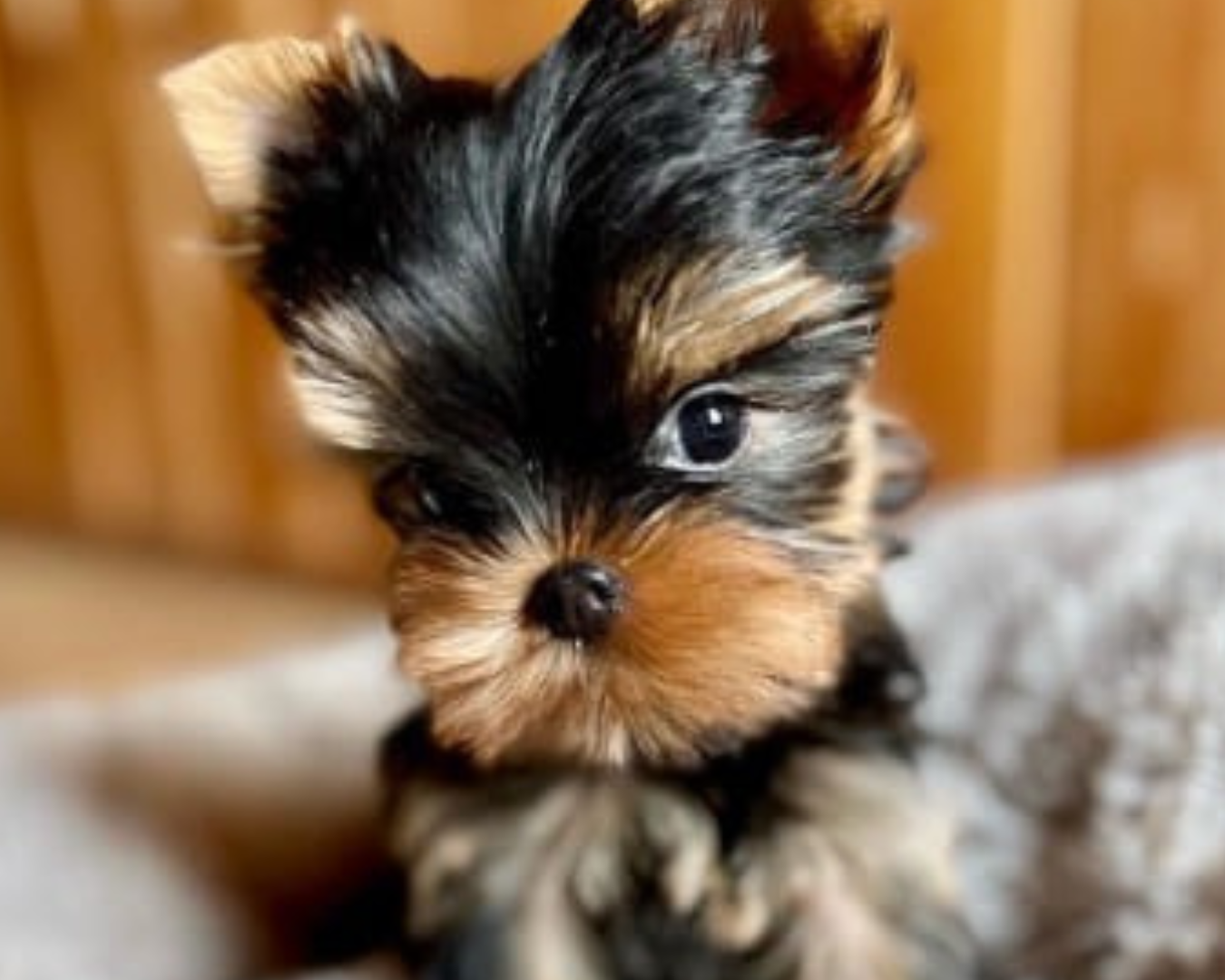 Mini Yorkie