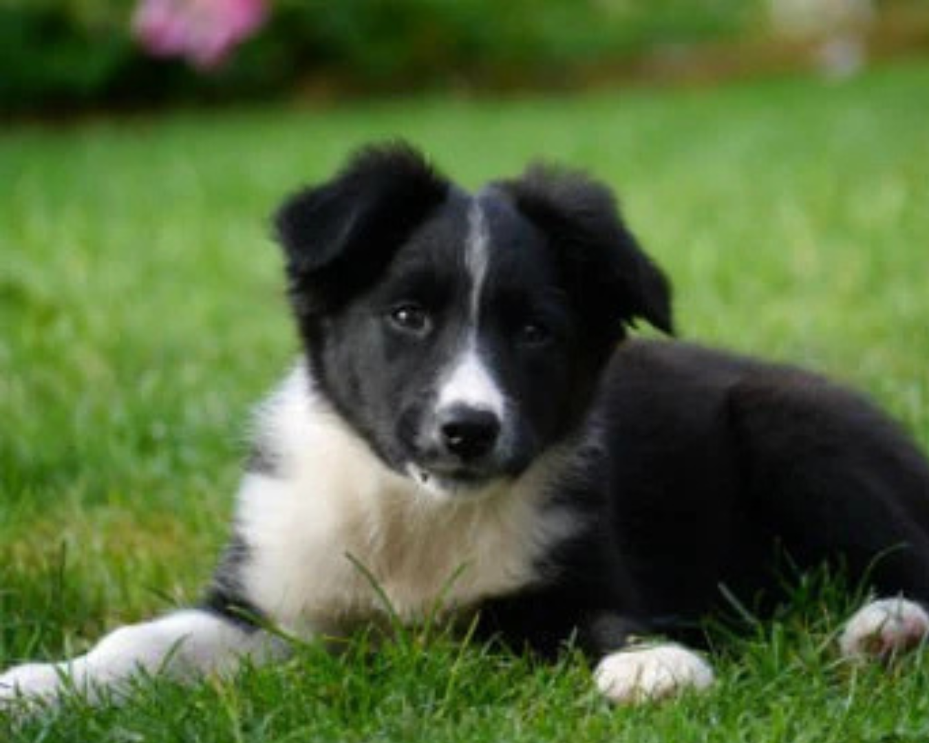 Border Collie