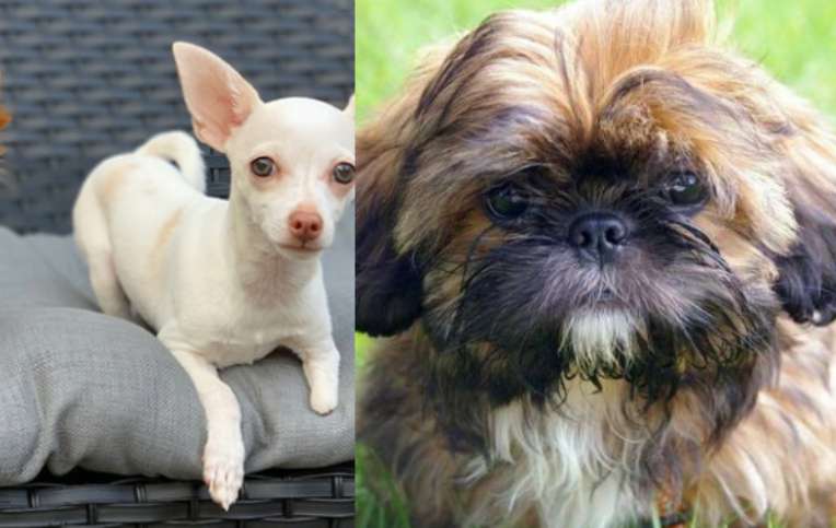 Shih Tzu y Chihuahua