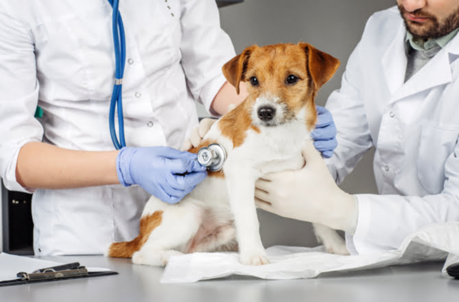 Cuidados Críticos y Emergentología Veterinaria