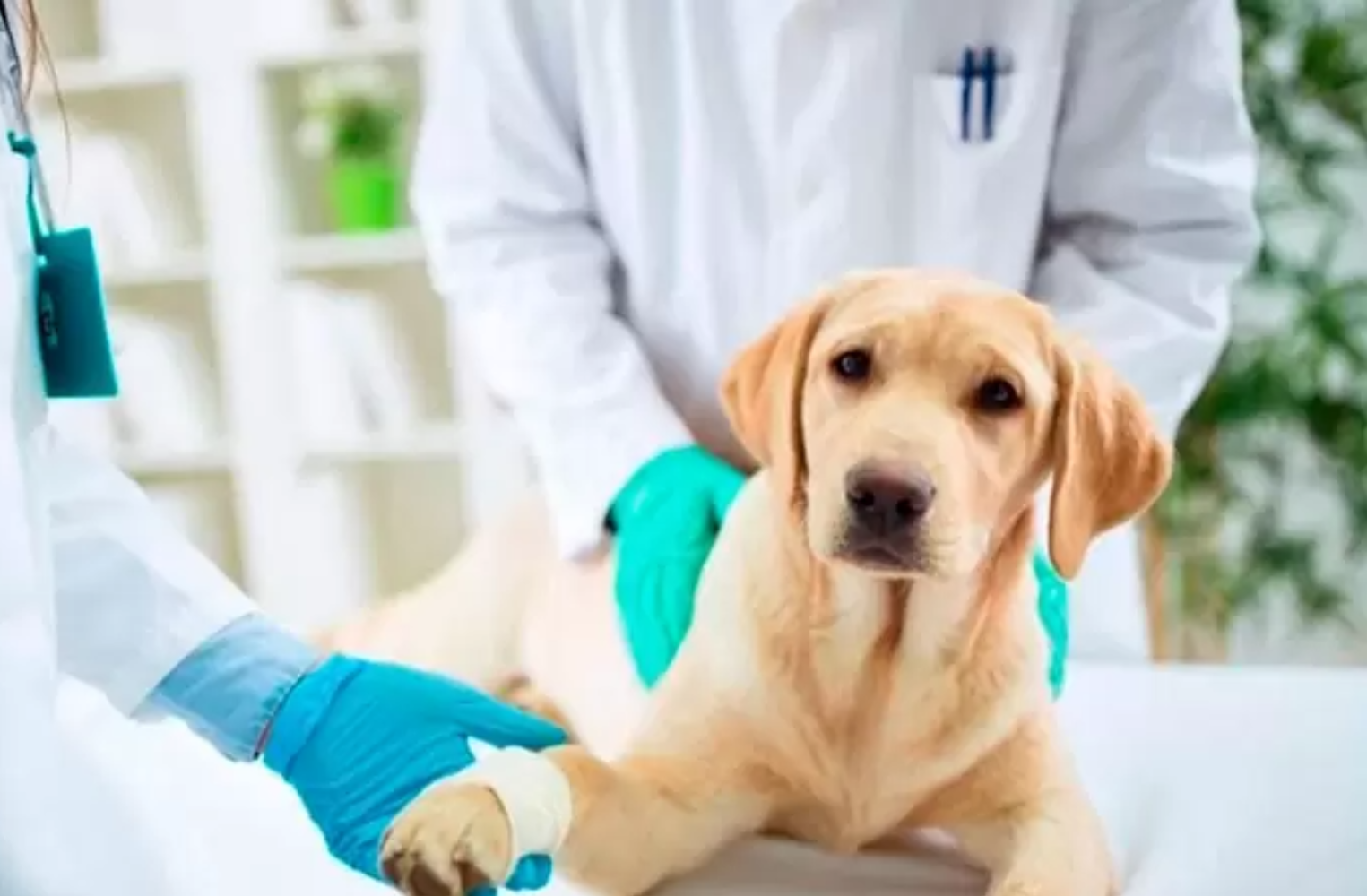 Nutrición Clínica Personalizada para Mascotas